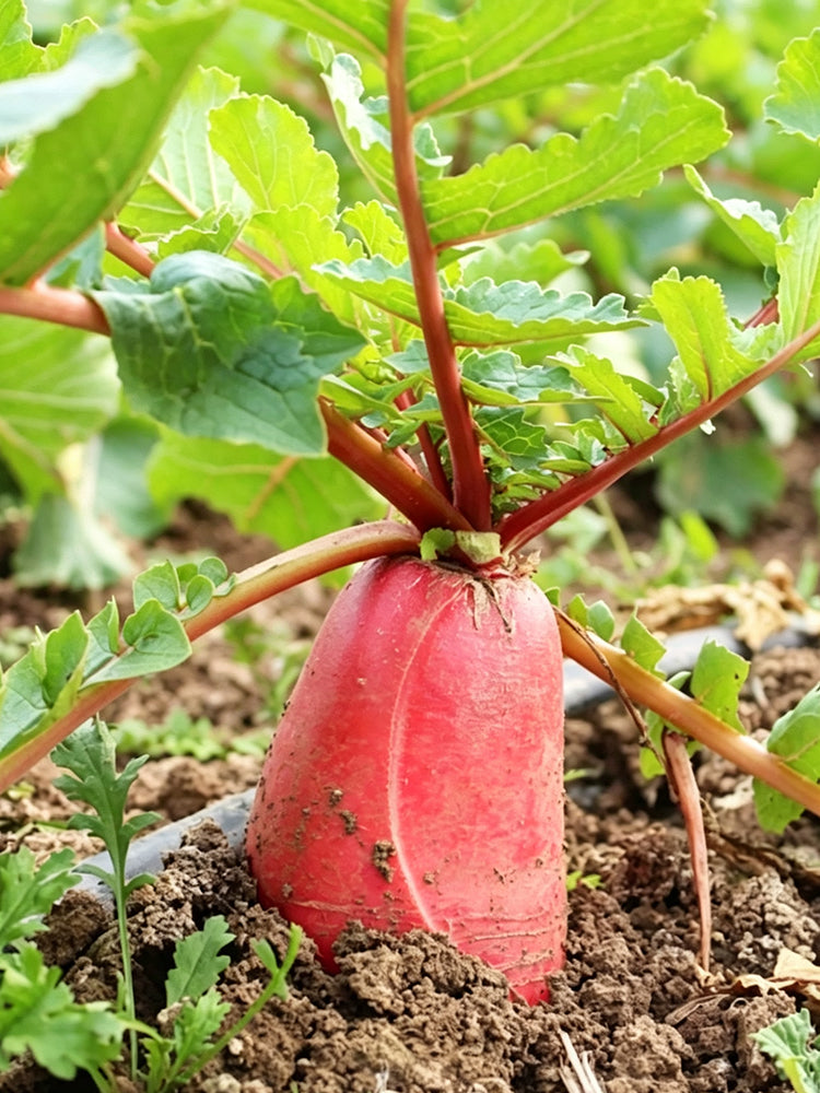 'Qishan Laobukang No.1' Water Radish