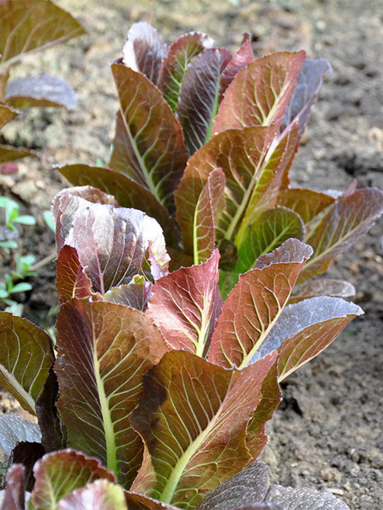 Purple Roman Lettuce
