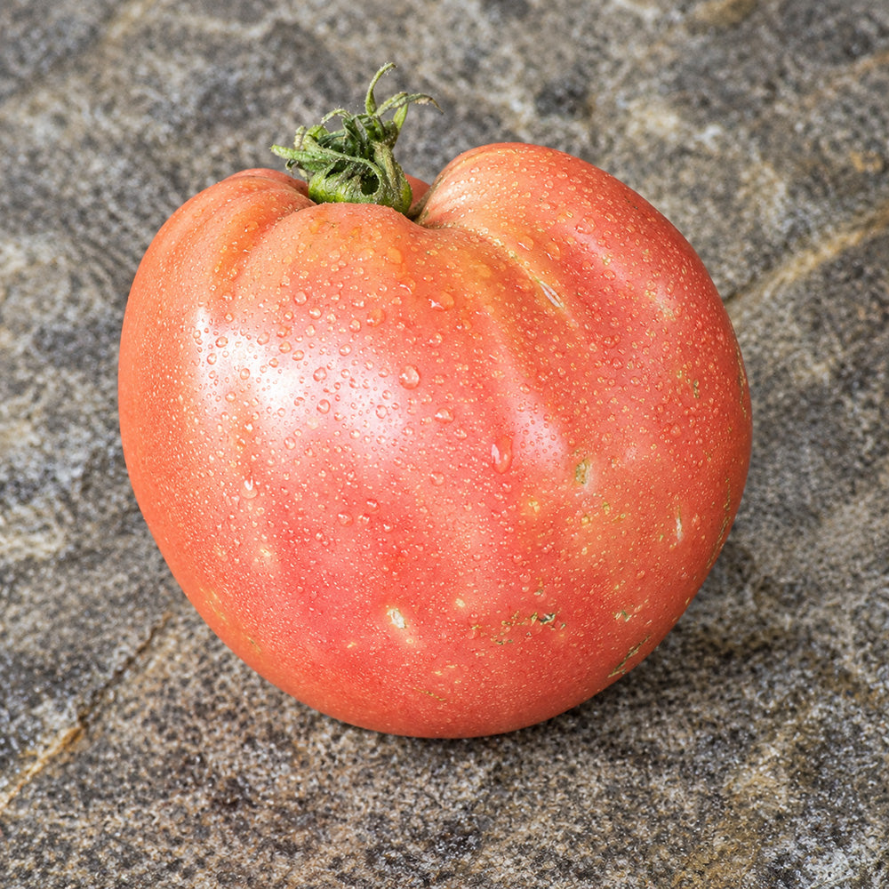 81 Mazarini Tomato