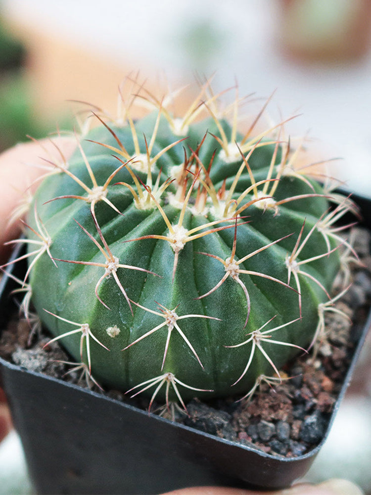 Melocactus amoenus