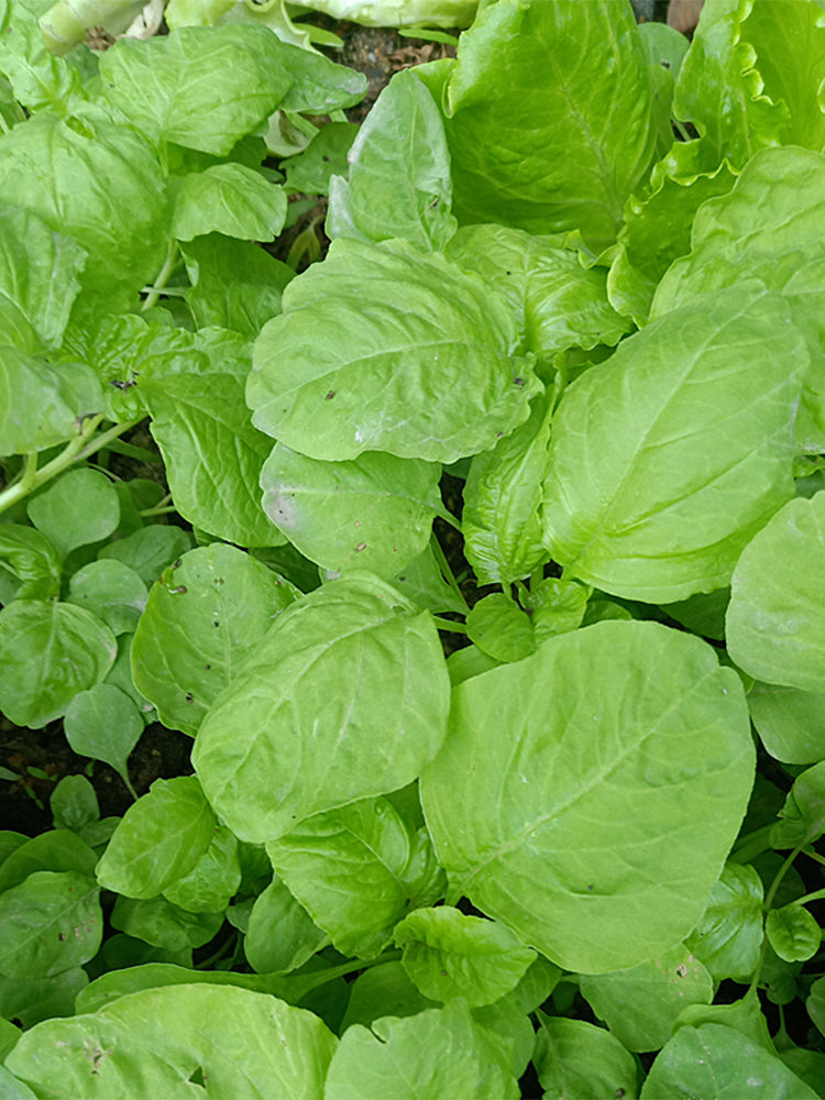 Round-leaf White Amaranth