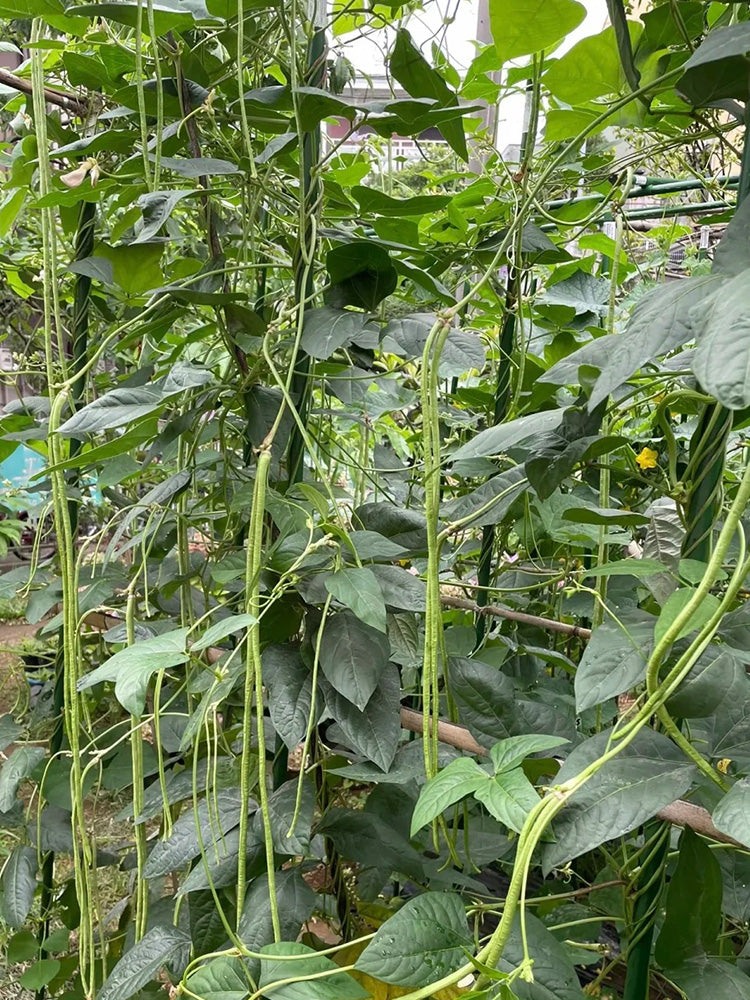 Jiaduobao Yardlong Bean