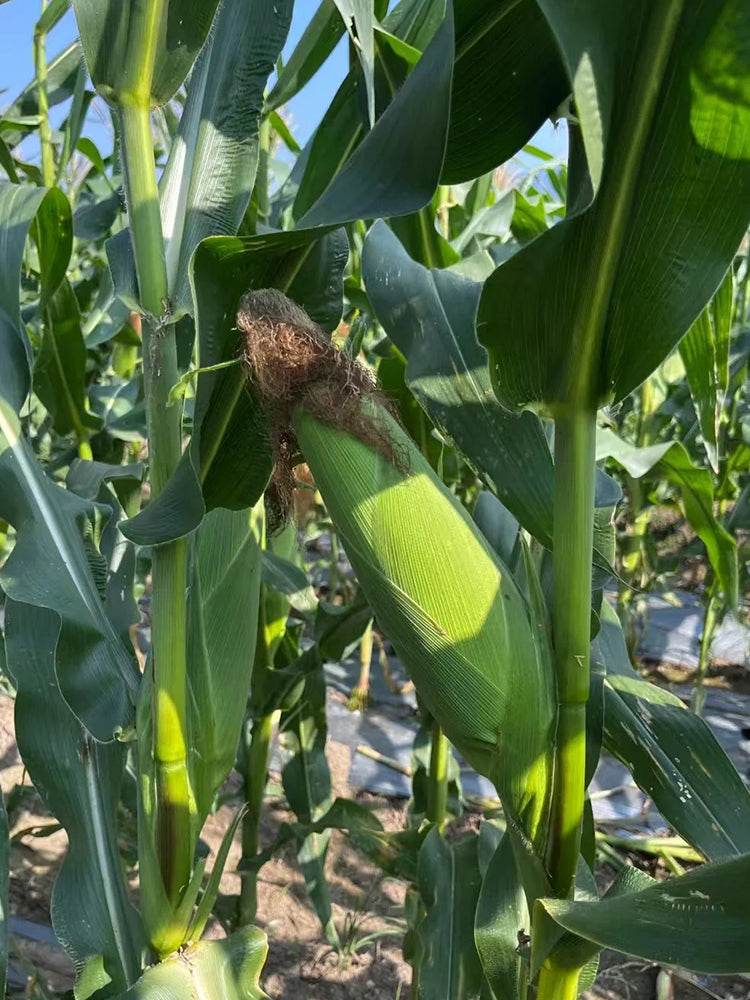 Jingkenuo 2000E Corn