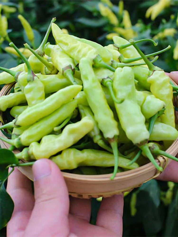 Pickling Pepper