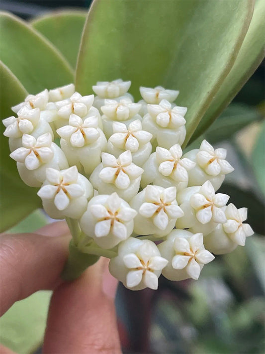 Hoya pachyclada Unrooted Stem Cuttings