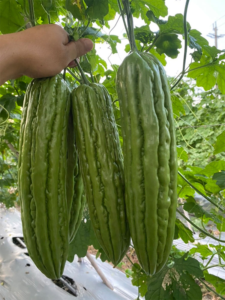 'Xinjinxiu No.12' Bitter Melon