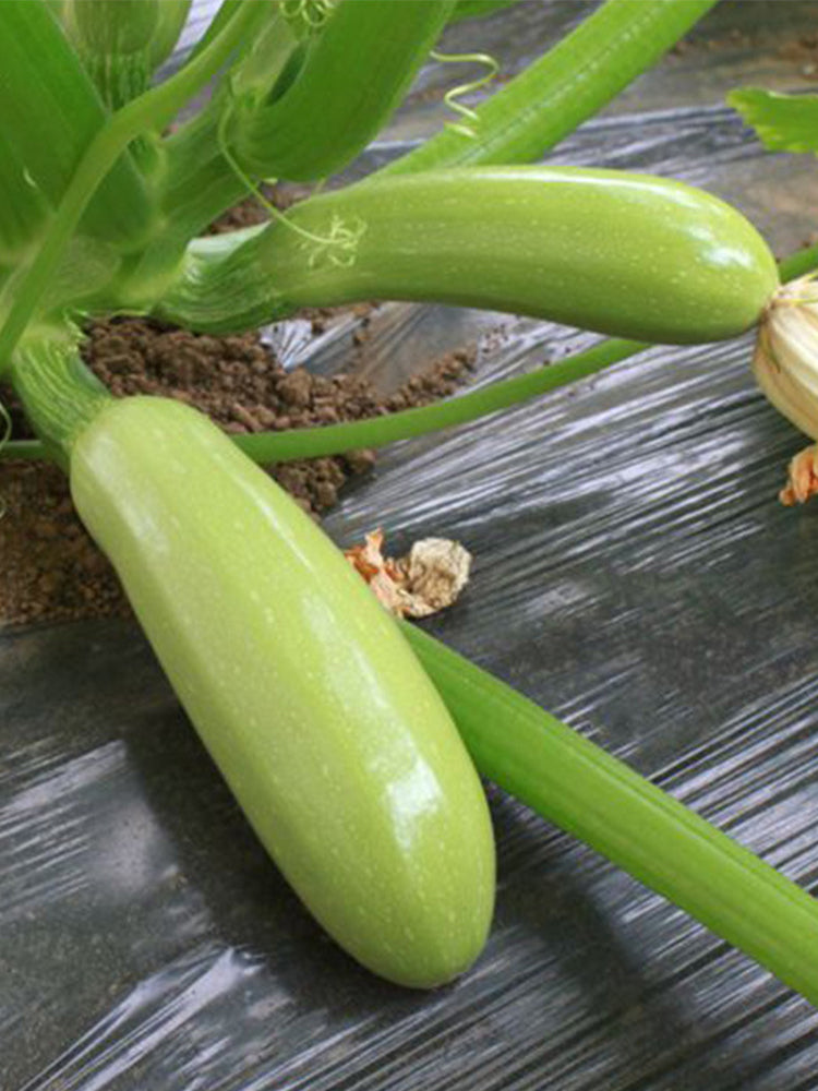 Zaoqing Zucchini