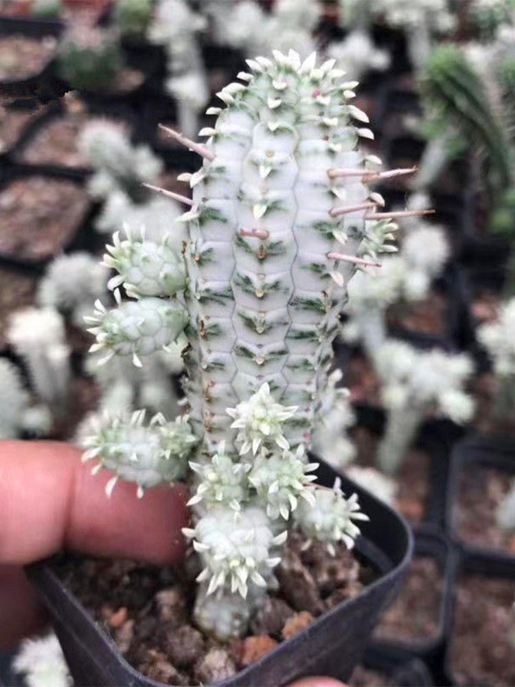 Euphorbia mammillaris 'Variegata'