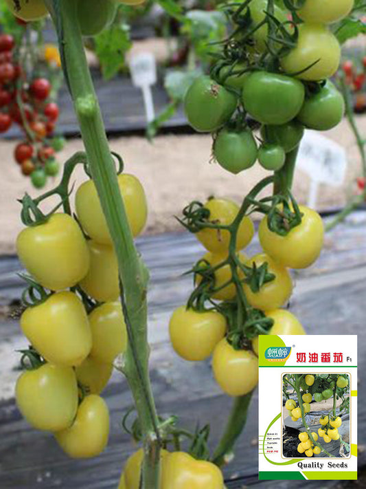 Cream White Cherry Tomato F1