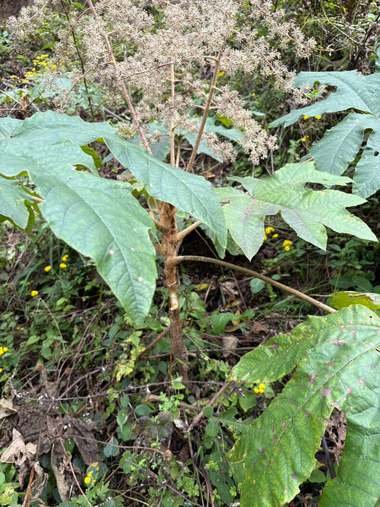 Rice Paper Plant