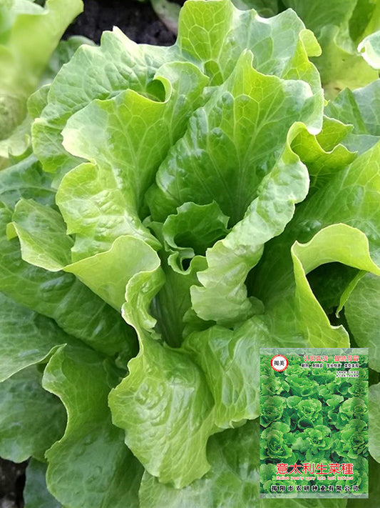 'Jiemei' Late Bolt Italian Lettuce