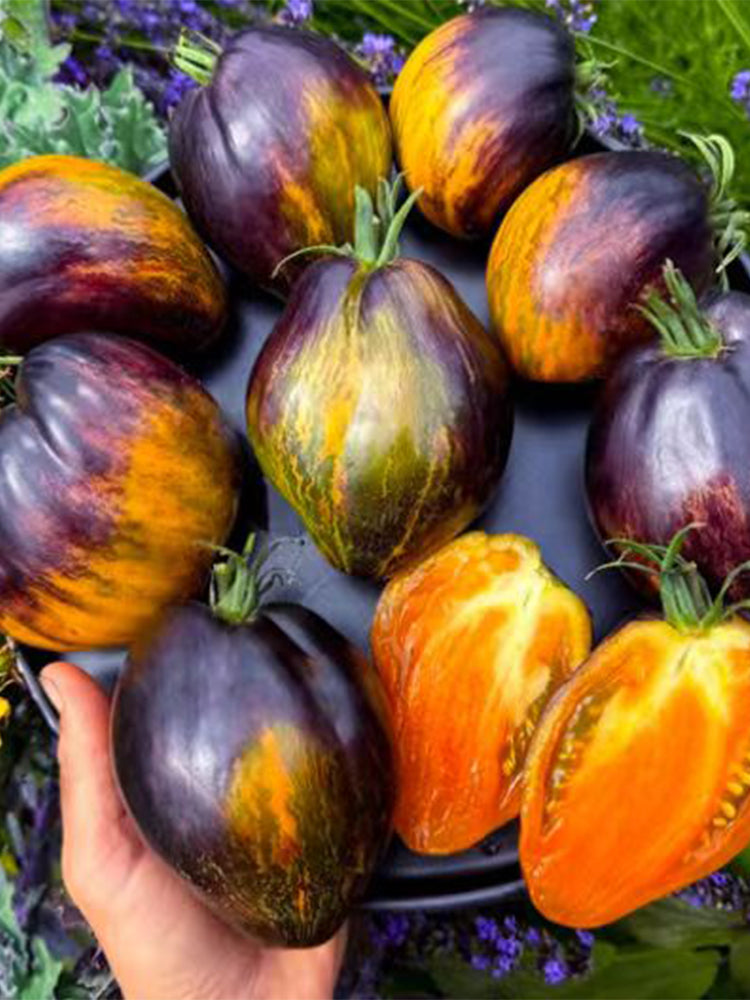 Ochre Veil Tomato
