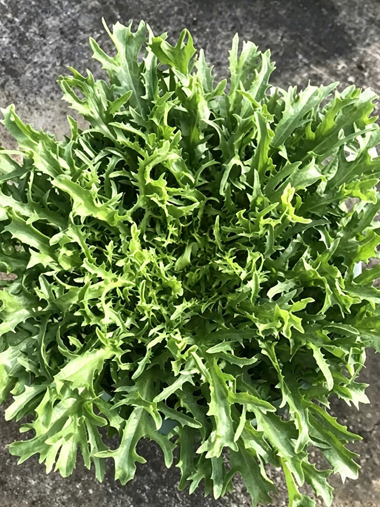 Curly Endive