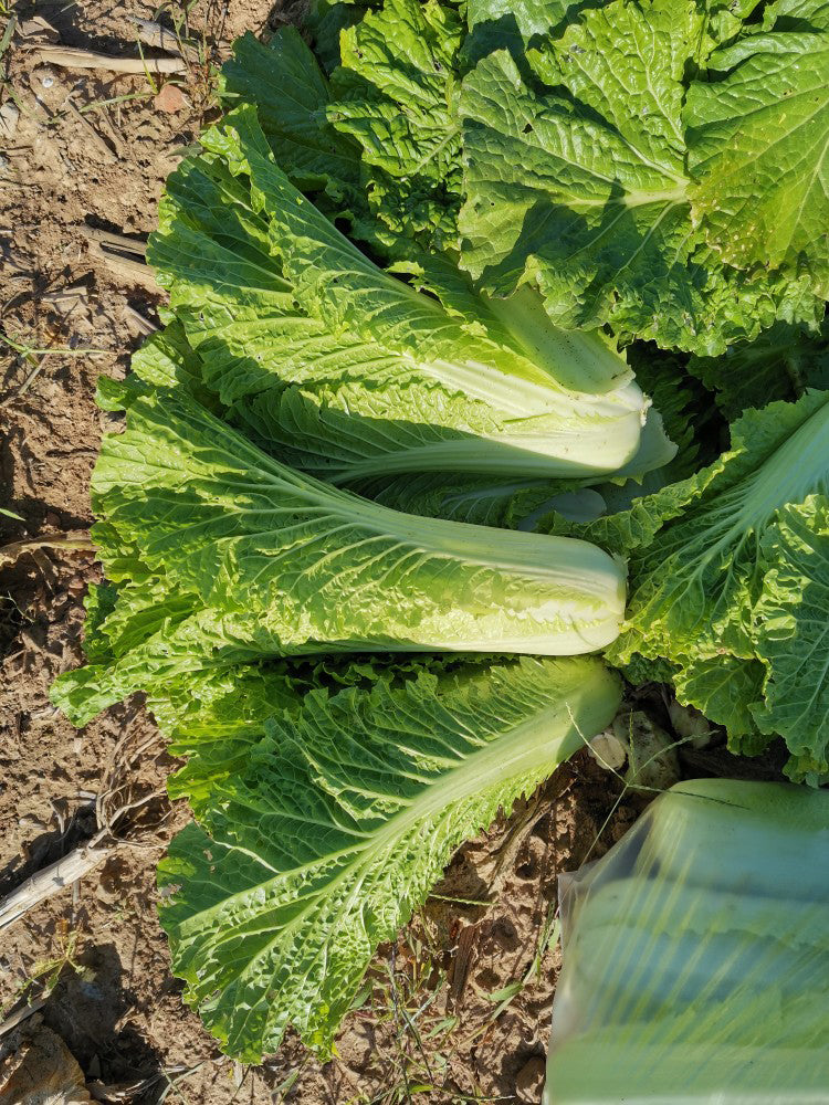 Tianjin Green Napa Cabbage