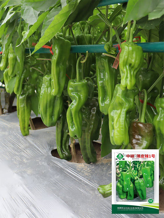 'Zhongjiao Bopila No.1' Pepper