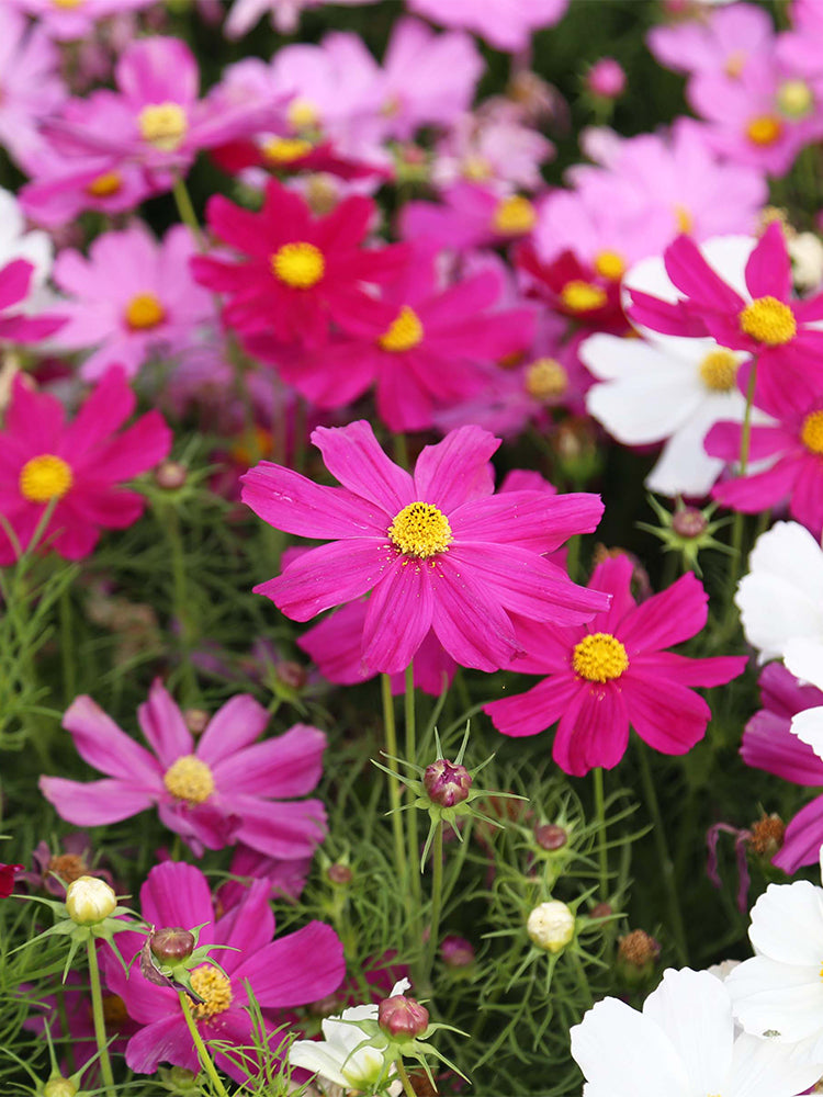 Hezhichun Mixed Color Cosmos