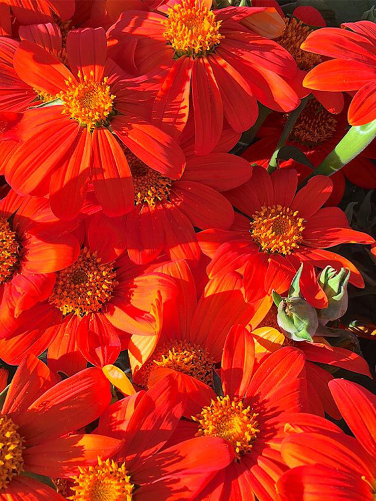 Mexican Sunflower
