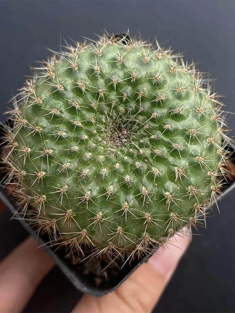 Rebutia minuscula
