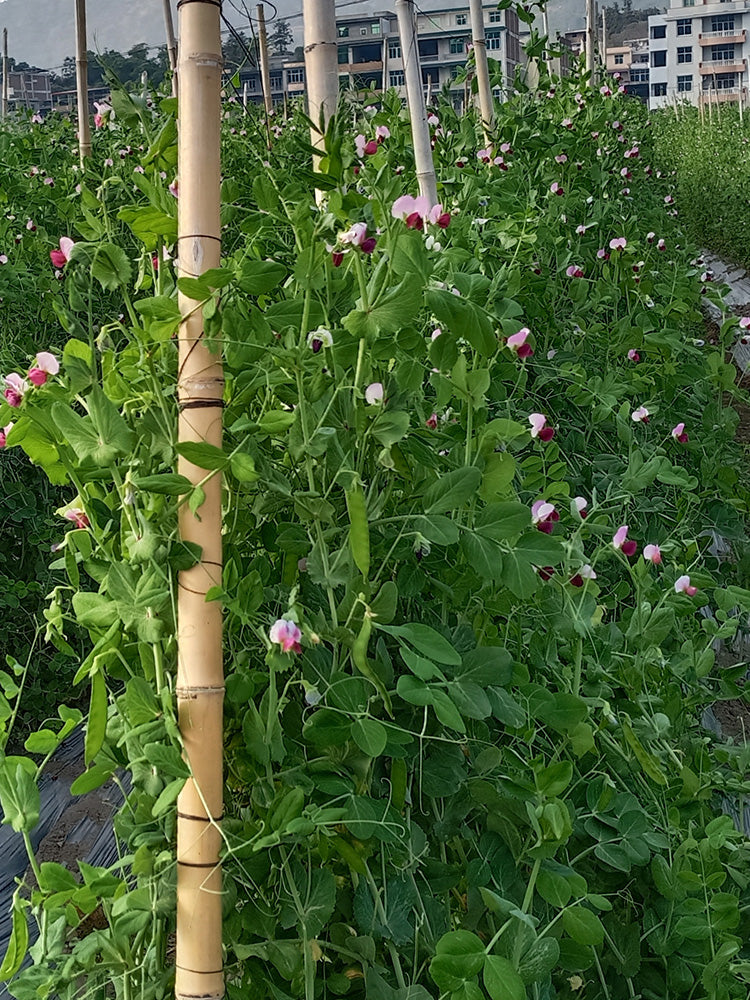 Red Flower Giant Glass Pod Pea