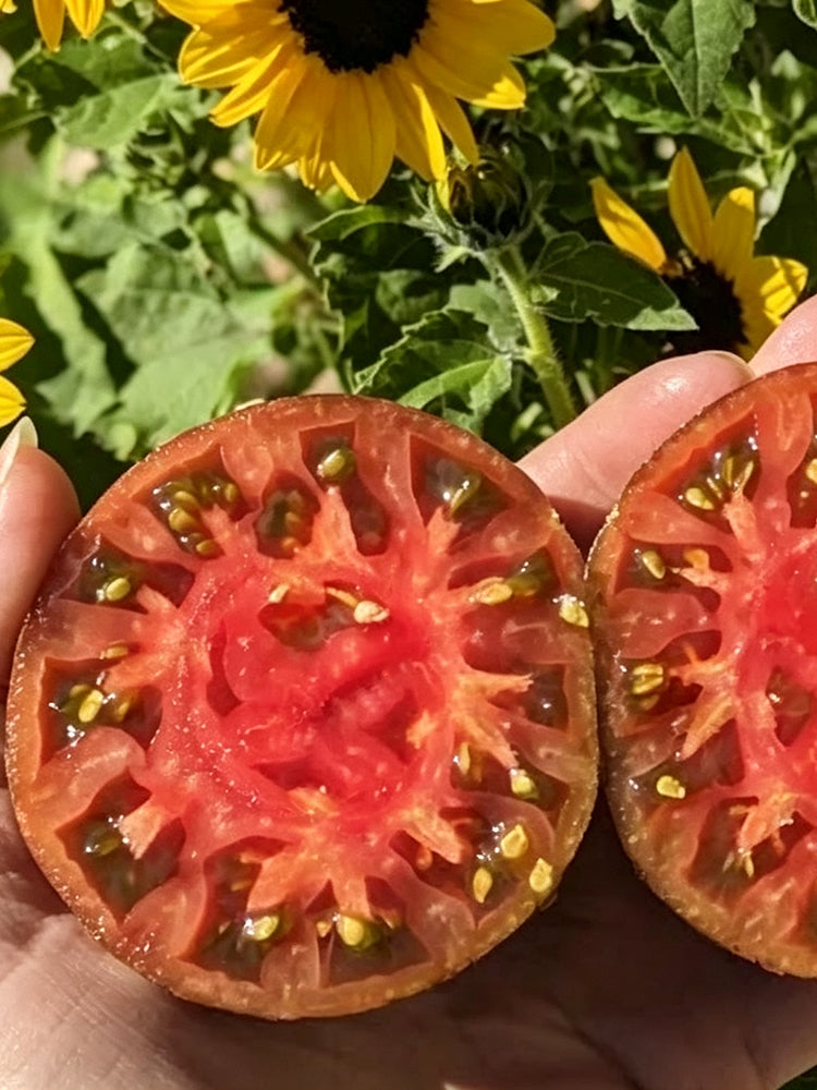1014 Brian's Moonlight Tomato