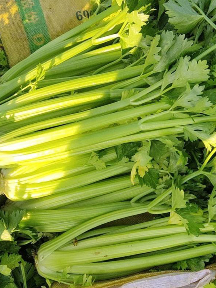 Crispy Jade Celery