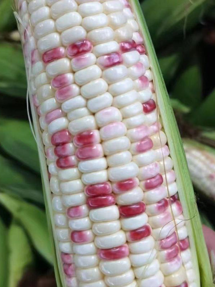 'Caitiannuo No. 6' Waxy Corn