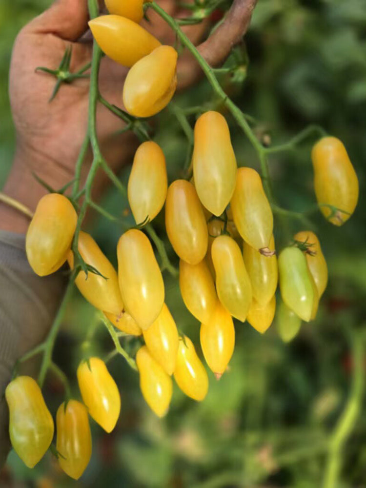 2025 Sweet Auntie F4 Tomato