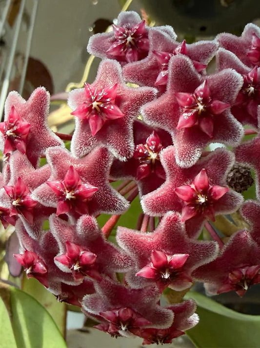 Hoya pubicalyx 'Pink Silver' Unrooted Stem Cuttings