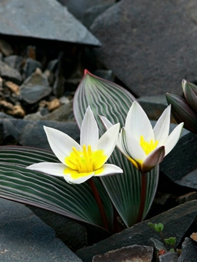 Tulipa regelii