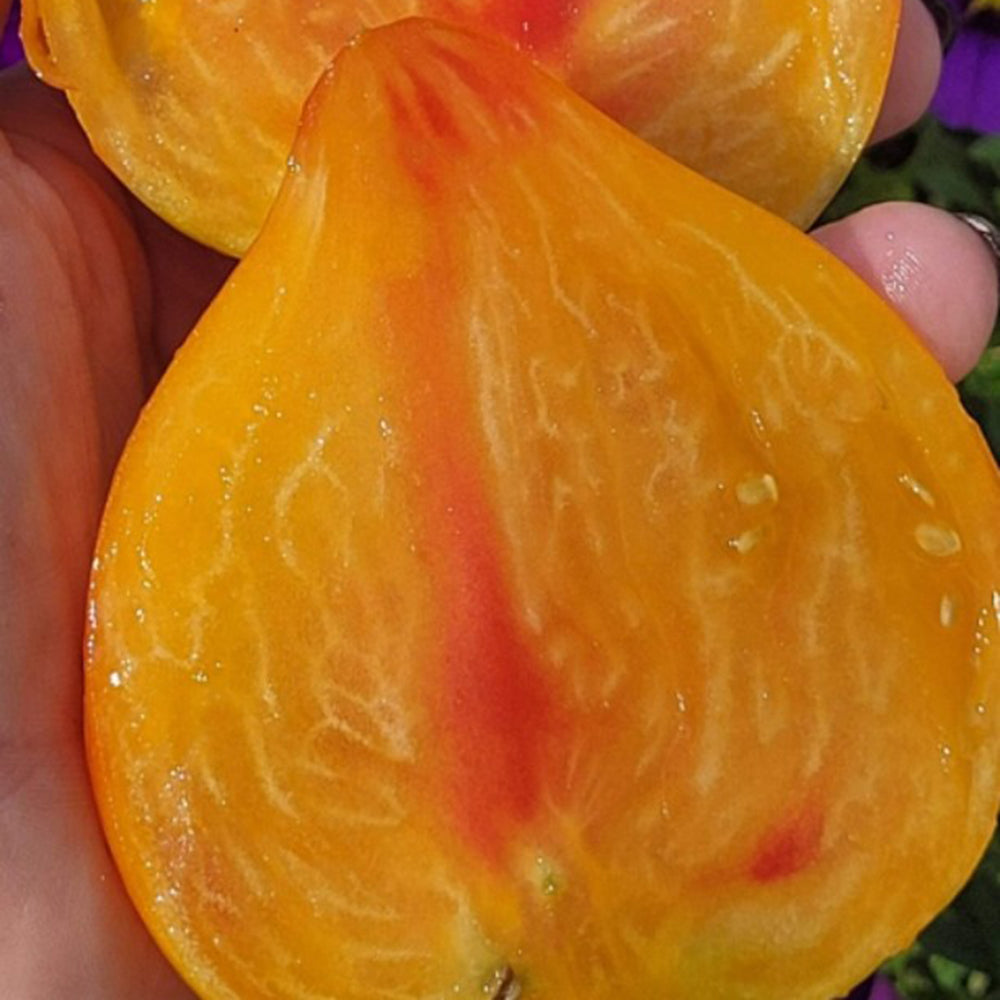 758 Pineapple Strawberry F2 Tomato