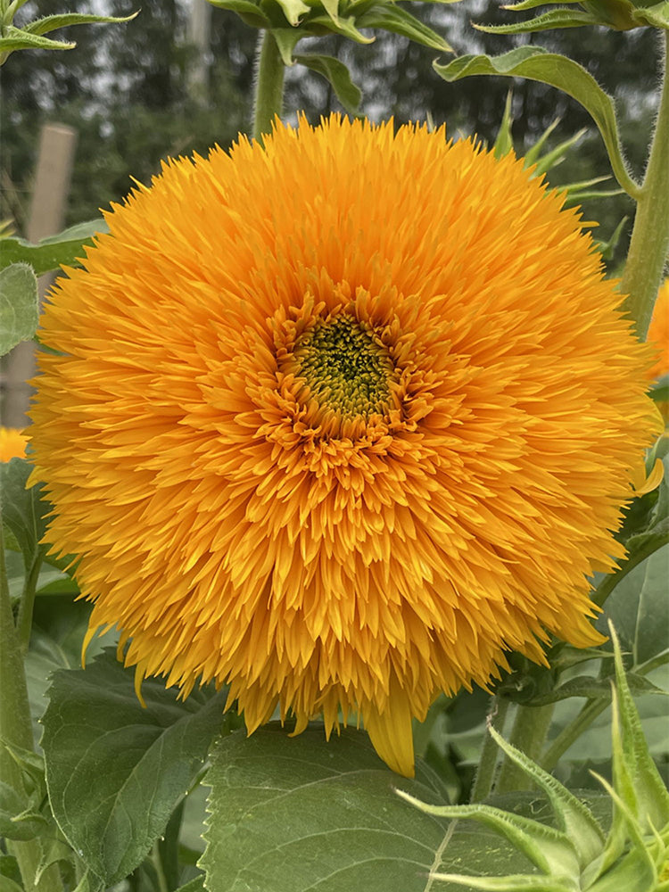Teddy Bear Sunflower