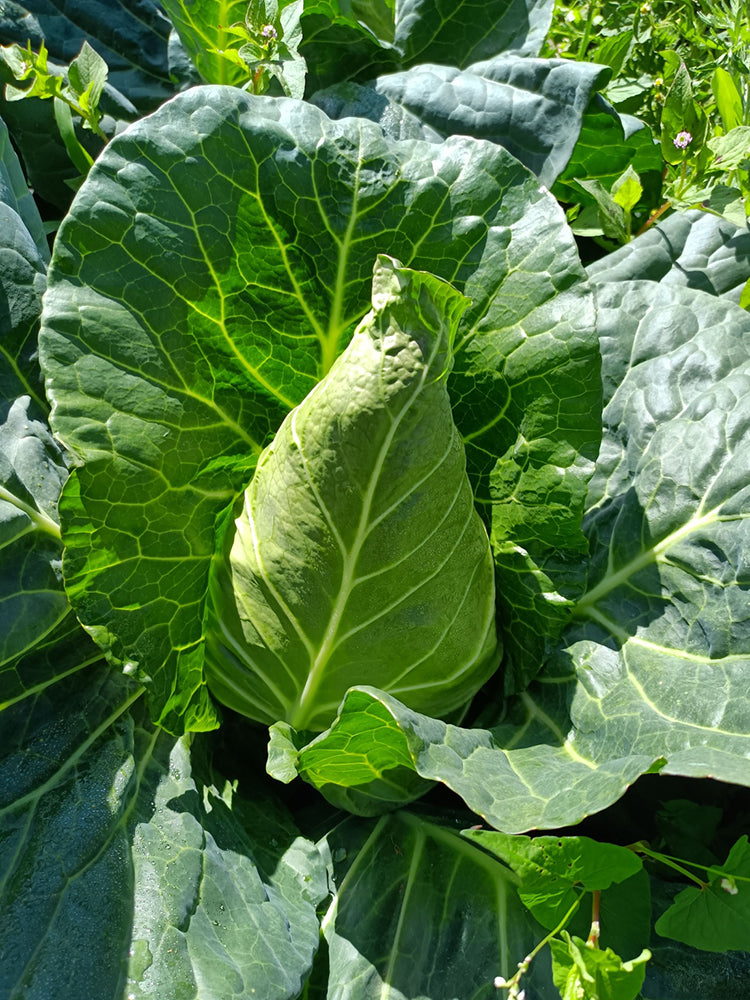 Huachun Oxheart Cabbage