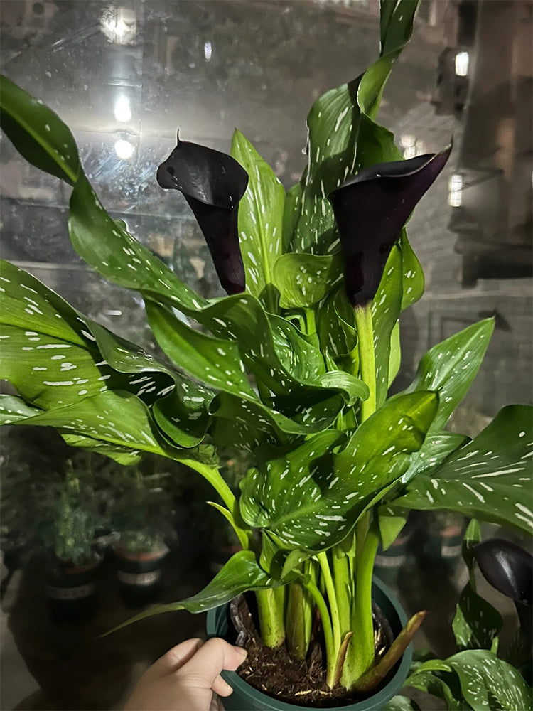'Black Hero' Calla Lily