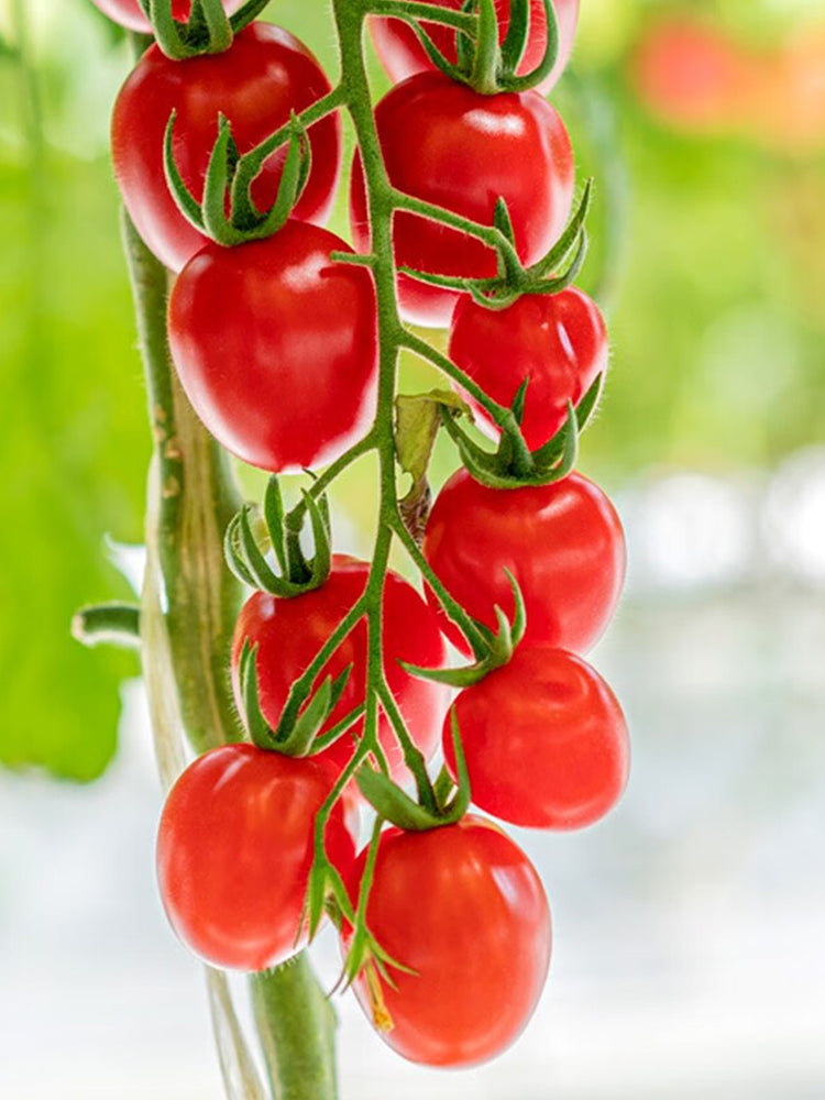 'Red Millennium' Cherry Tomatoes