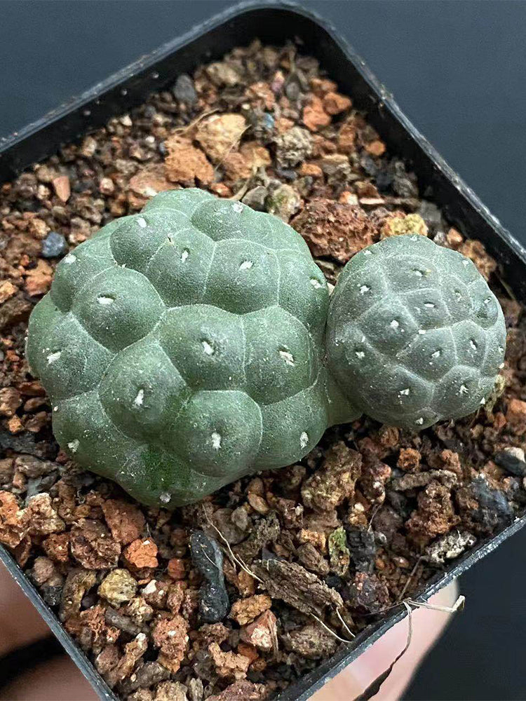 Tephrocactus bonnieae