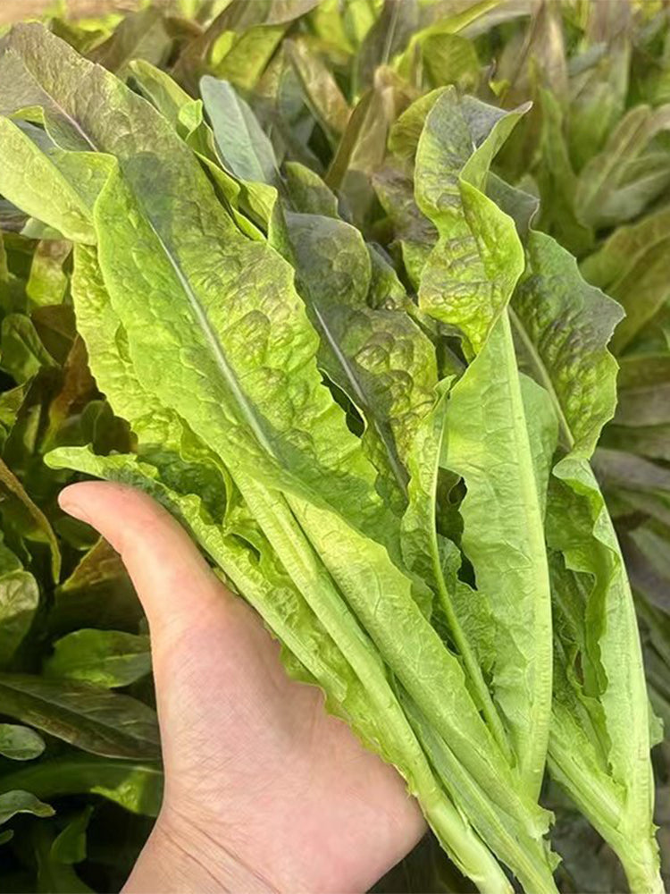 Jiemei Red Leaf Lettuce