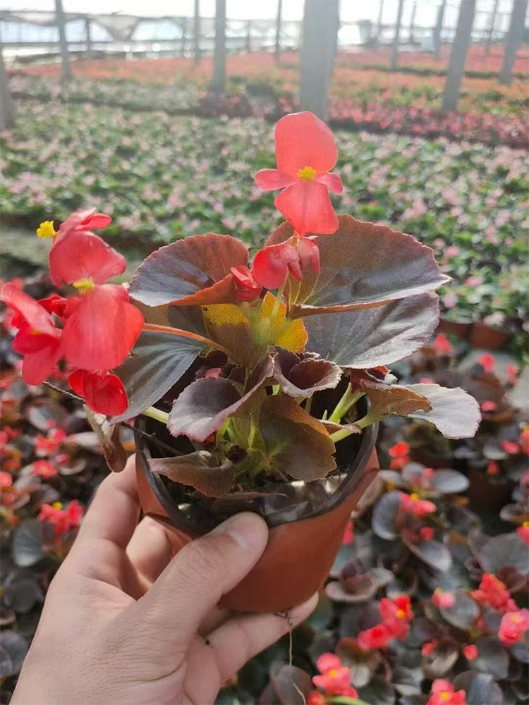 Bronze Leaf Red Flower Begonia