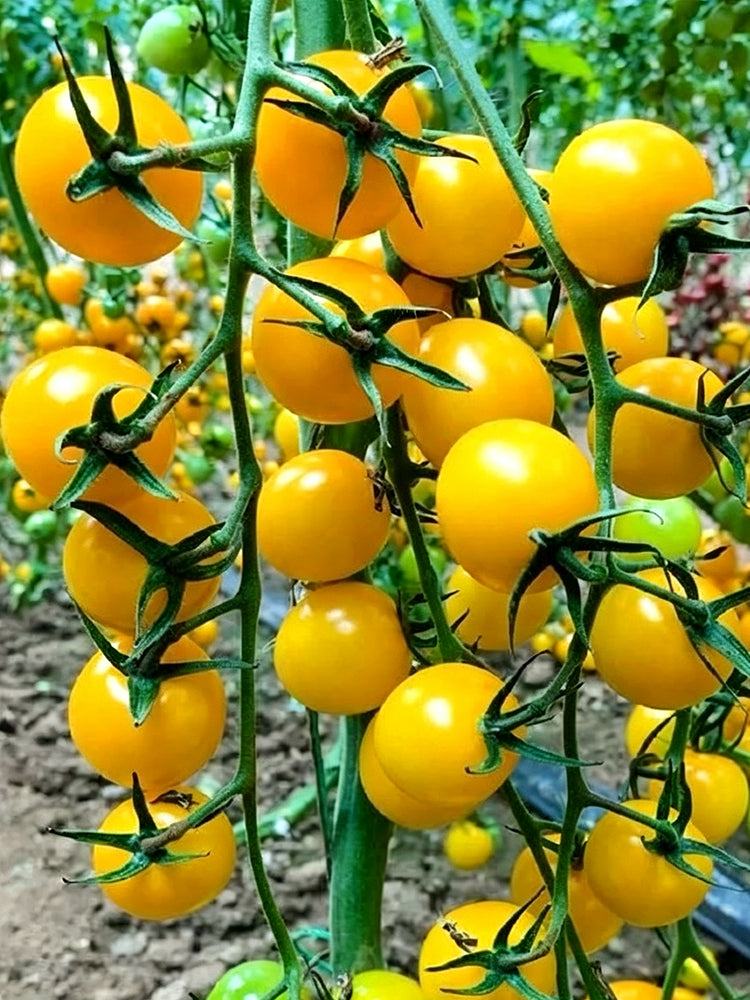 Charlotte F1 Tomato