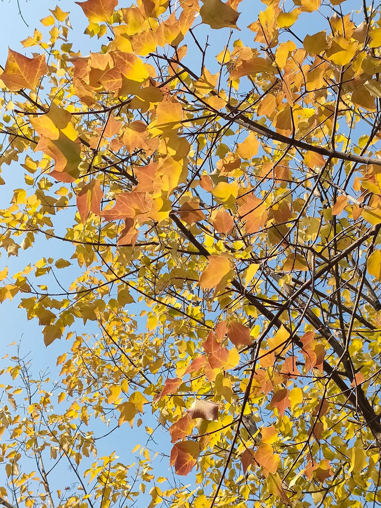 Trident Maple Tree