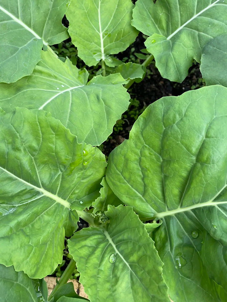 Jiemei Taoshan Chinese Broccoli