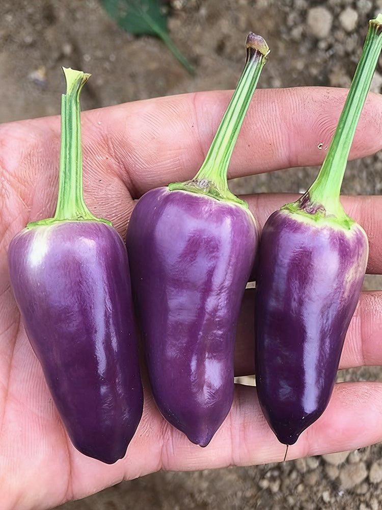 Purple Tower Facing-Heaven Pepper