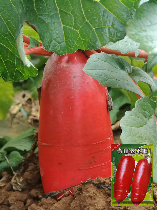 'Qishan Laobukang No.1' Water Radish