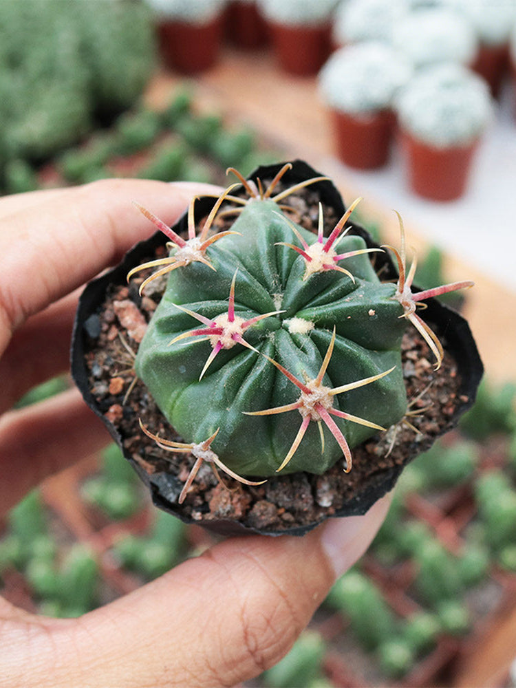 Ferocactus latispinus 'Sunrise'