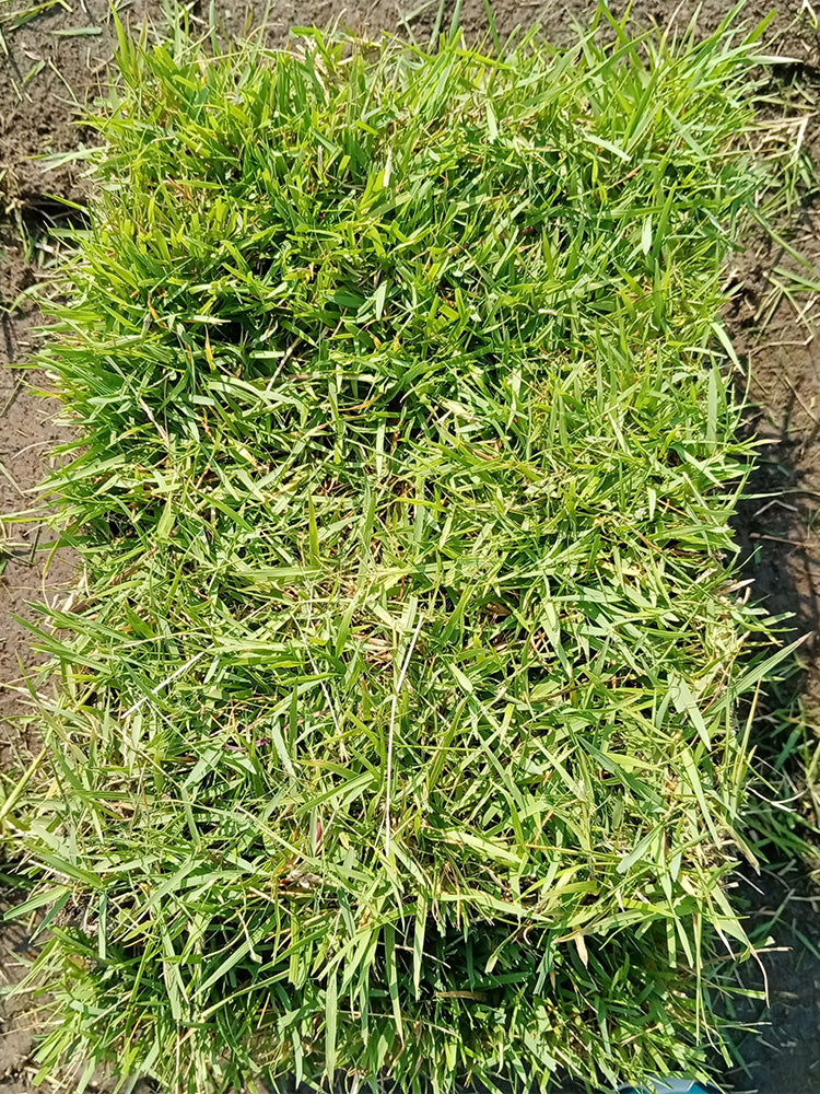 Chinese Zoysia Grass