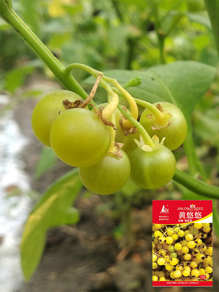 "Jinlong" Yellow Nightshade Berry