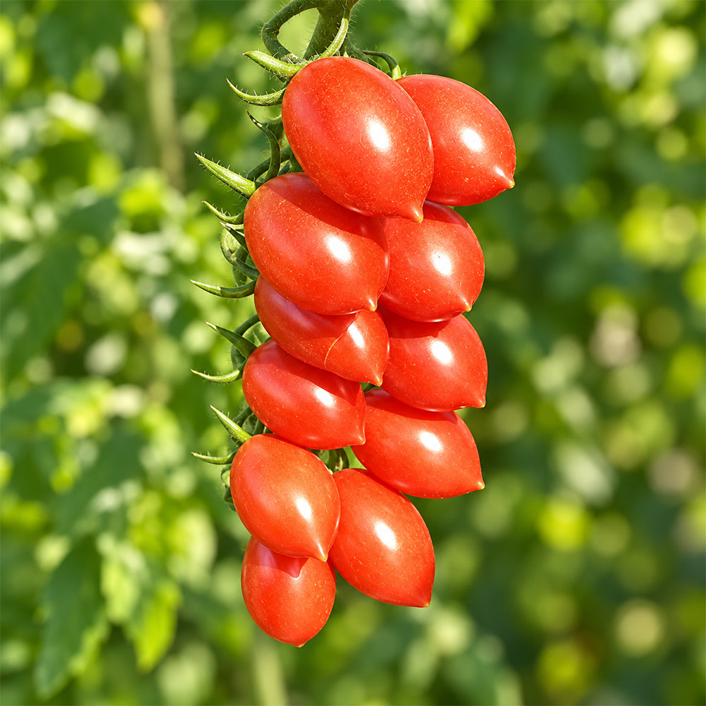 402 Mini San Marzano Tomato