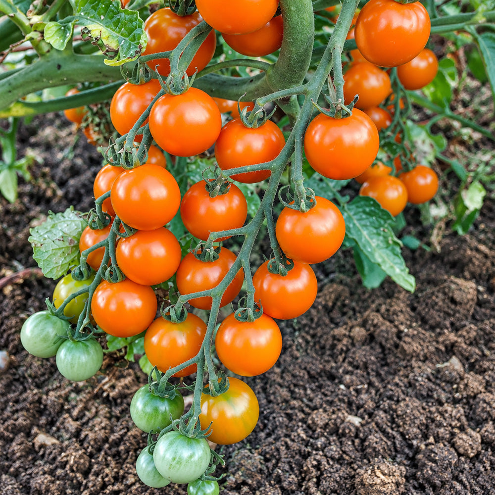 82 Santiam Sunrise Tomato