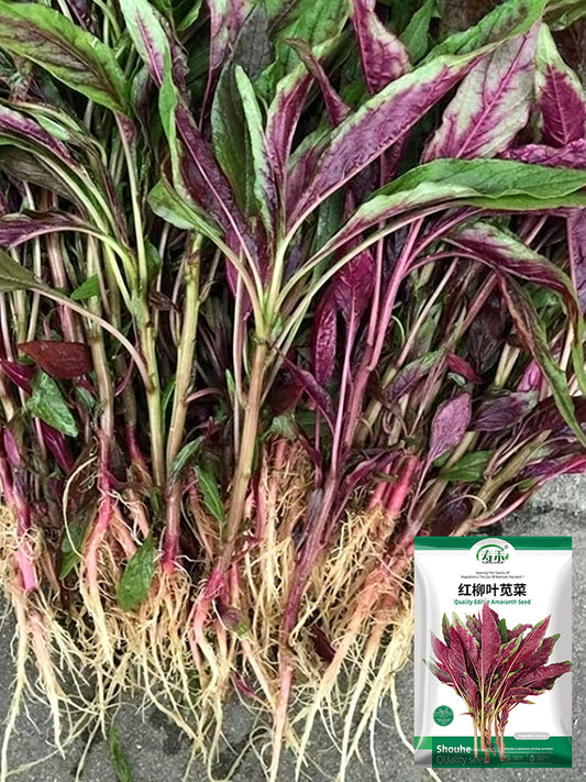 Red Willow Leaf Amaranth