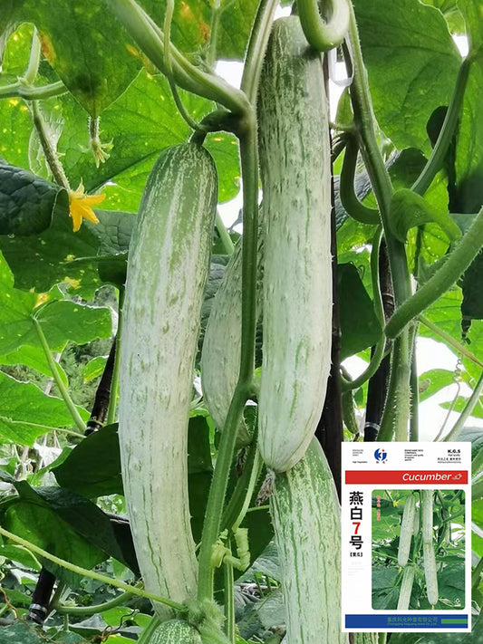Yanbai No.7 White Cucumber