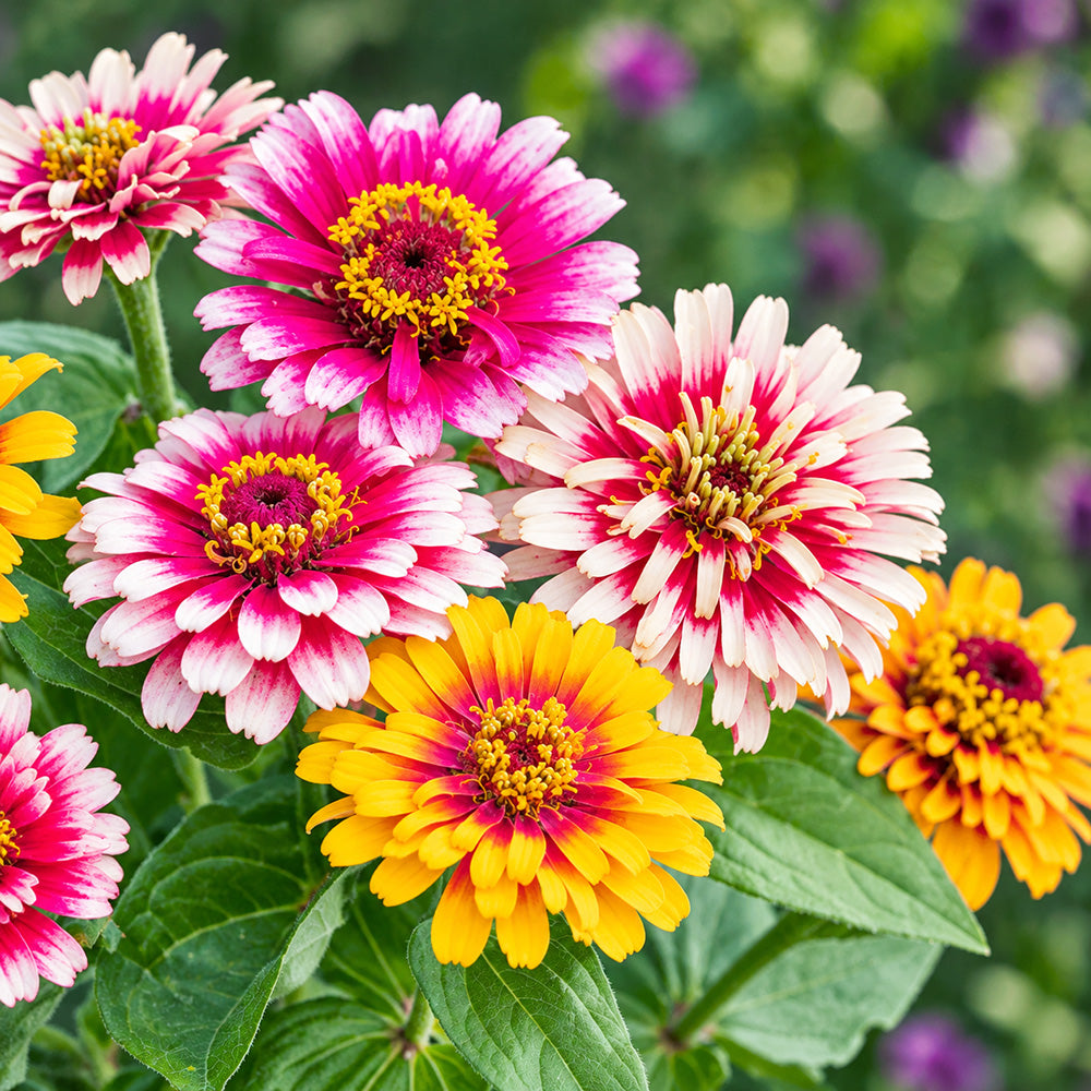 W1353 Candy Stripe Zinnia Mix